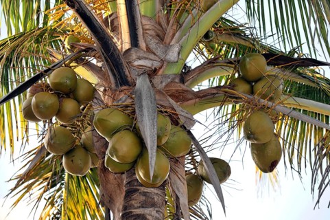 Paamul, Quintana Roo, Mexico, Central America, A coconut tree full of ripe coconuts and tropical