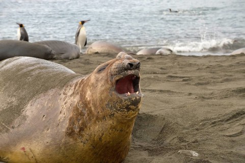 Elephant seal, Gold Harbour, South Georgia