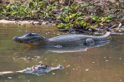 Caiman (Caimaninae), Crocodile (Alligatoridae), crocodile (Crocodylia), with reflection, Pantanal,