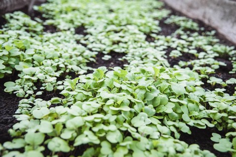Mustard plant green manure, natural fertilizer (Sinapis alba) seedlings in the garden bed
