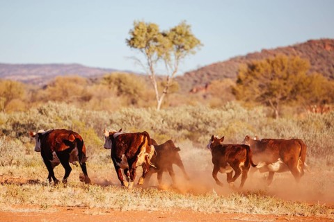 A cow grazes by the side of the Plenty Hwy near Mount Riddock cattle station in Northern Territory,