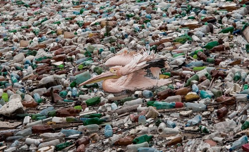 Pelican swims in a sea full of plastic waste