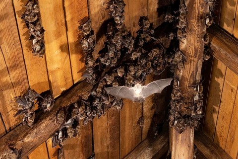Greater mouse-eared bat (Myotis myotis) Nursery in the attic of a church, Thuringia, Germany,