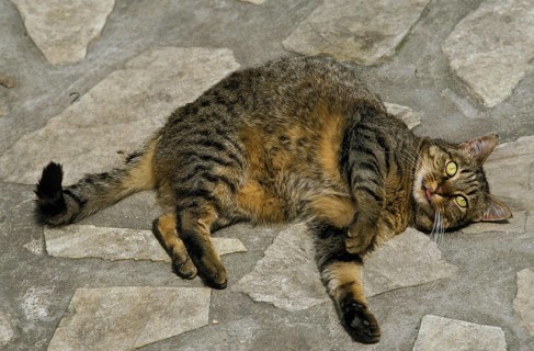 Obese Domestic Cat Rolling