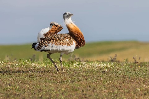 Great bustard (Otis tarda) m, Spain, Europe