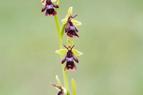 Fly orchid (Ophrys insectifera), fully developed flower, Münsterland, North Rhine-Westphalia,