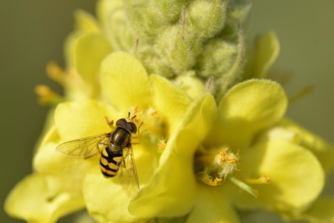 Small-flowered mullein with large hoverfly (Syrphus ribesii) Syrphus ribesii on a wildflower