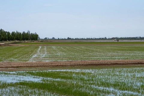 Rice fields in the landscape in the Ebro Delta region in the province of Tarragona in Catalonia