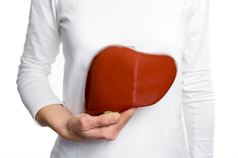 Female person holding red human liver model at white body