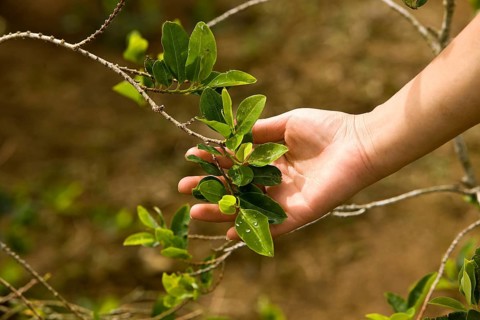 Coca (erythroxylum coca), leaves for cocaine production, Peru, South America