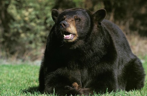 AMERICAN BLACK BEAR (ursus americanus), ADULT WITH OPEN MOUTH, CANADA