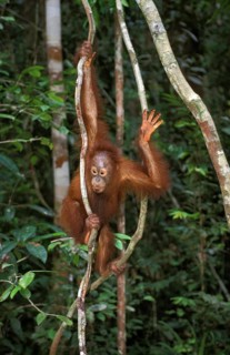ORANG UTAN, YOUNG HANGING FROM BRANCH, BORNEO (pongo pygmaeus)