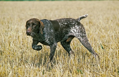 German Shorthaired Pointing Dog, Pointing Dog