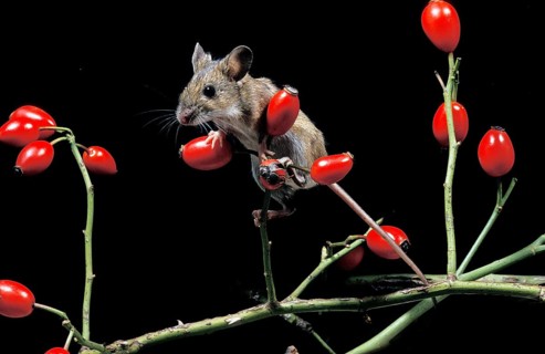 Yellow Necked Mouse (apodemus flavicollis), Adult standing on Rose Hip's Branch