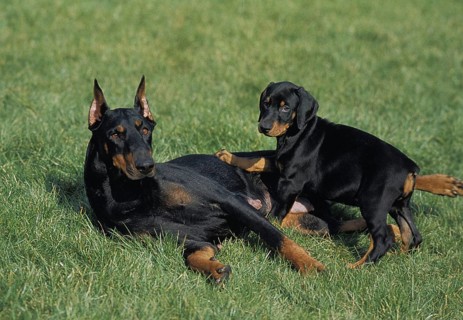 Dobermann Dog or Dobermann Pinscher, Mother and Pup