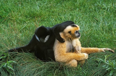 CONCOLOR GIBBON OR WHITE GIBBON Hylobates concolor, PEACH WITH YOUTH