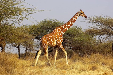 Reticulated Giraffe (giraffa camelopardalis reticulata), Adult walking through Acacias trees,