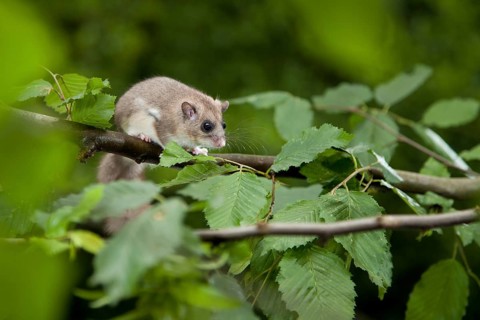 Edible dormouse (Glis glis) Rhineland-Palatinate, Germany, Europe