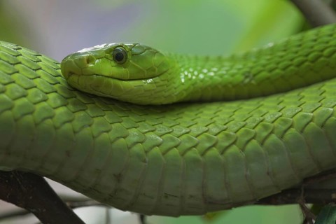 Eastern Green Mamba (Dendroaspis angusticeps)