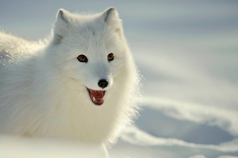 Arctic fox (Alopex lagopus) (Vulpes lagopus)