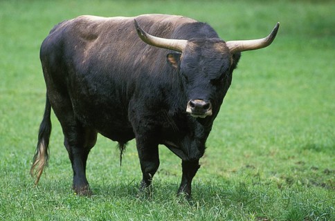 Auroch or Urus (bos primigenius), Bull
