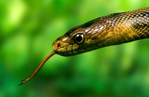 Climbing snake (Elaphe bairdi), tongue, tonguing, tonguing, tongues