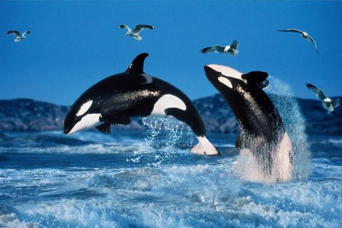 Killer whales (Orcinus orca)