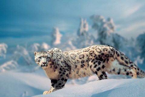 Snow leopard (Panthera ave crux spes unica (Unica unica), Irbis, Page