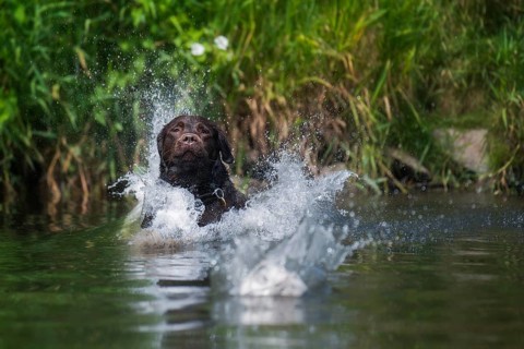A Labrador in the water to retrieve his ball