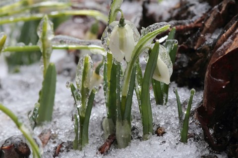 Snowdrops after freezing rain