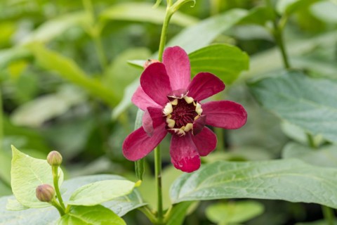 Spice bush (Calycanthus 'Aphrodite'), BS Sämann, Germany, Europe