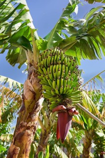 Banana tree, Agulo, La Gomera, Canary Islands, Spain, Europe