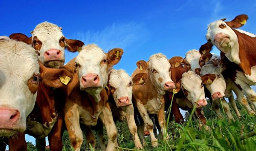 Herd of dairy cows, cattle, on the pasture, curiously watching the photographer, somewhere in Upper