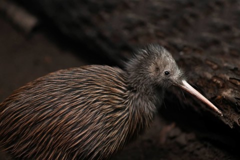 The North Island brown kiwi, Apteryx mantelli, is the most common kiwi, with about 35, 000