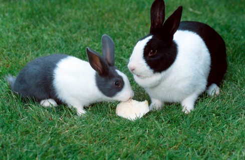 Dutch rabbit and kittens