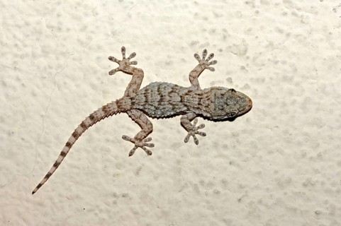 Common wall gecko (Tarentola mauritanica), Provence, Southern France, domestic gecko, exemptible