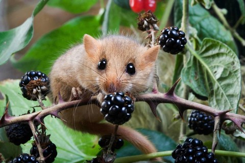 Common Dormouse (muscardinus avellanarius), Normandy