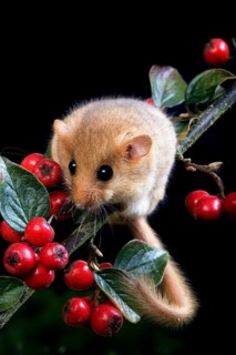 Common Dormouse (muscardinus avellanarius), Adult standing on Branch, Normandy
