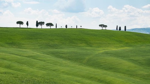 Cypresses (Cupressus) and stone pines (Pinus pinea) on a hill, Tuscany, Province of Siena, Tuscany,