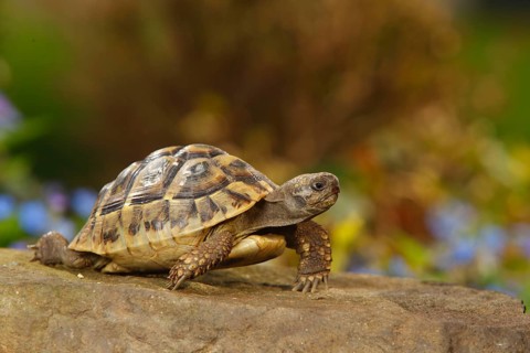 Greek Tortoise (Testudo hermanni boettgeri)