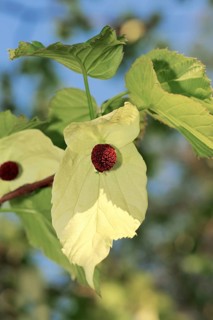 Dove Tree, blossom, Handkerchief Tree (Davidia involucrata), Ghost Tree, Nyssaceae