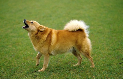 Finnish Spitz standing on lawn, yapping