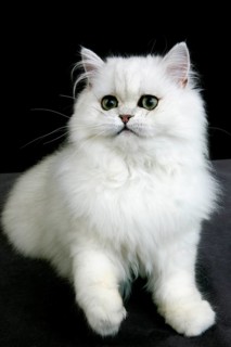 Chinchilla Persian domestic cat with green eyes, adult against black background