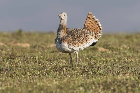 Great bustard (Otis tarda) f, Spain, Europe