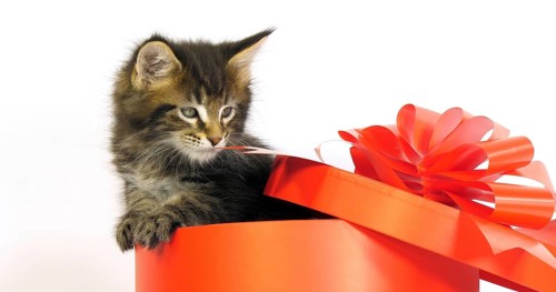 Brown Blotched Tabby Maine Coon, Domestic Cat, Kitten offered in a Gift box, against White