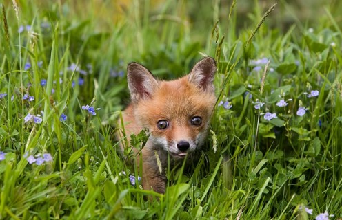 Red Fox (vulpes vulpes), Cub in Flowers, Normandy