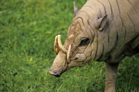 BABIRUSA (babyrousa babyrussa), INDONESIA