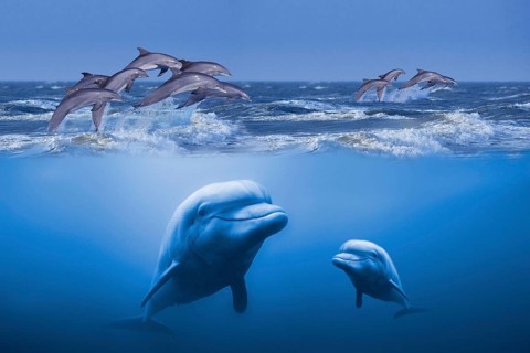 Bottlenose dolphins, bottlenose dolphins, animals, outside, outdoor, sideways, side, frontal,