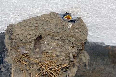 Young House Martin (Delichon urbica) in nest, Greece, Europe