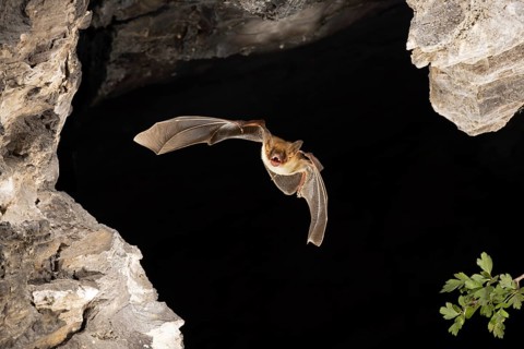 Greater mouse-eared bat (Myotis myotis) in flight, Thuringia, Germany, Europe